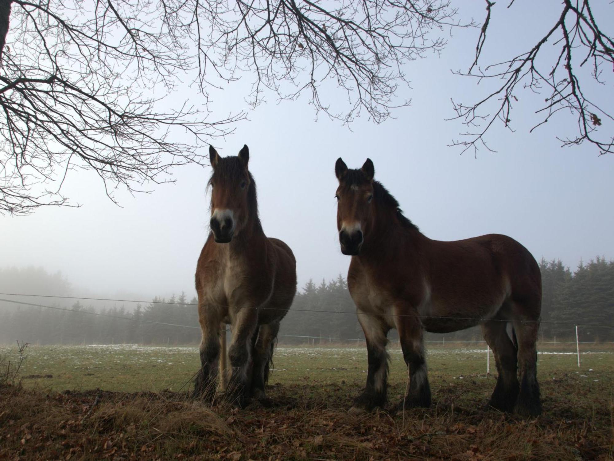 Fewo-Rosenberger-Sauerland Леннештадт Екстер'єр фото